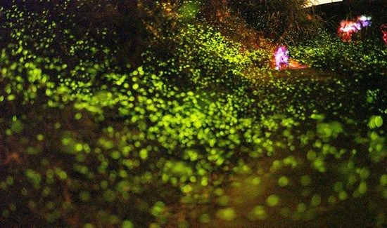 台湾高雄萤火虫爆发 游客如坠银河|萤火虫|高雄