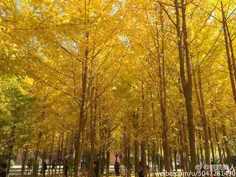 19日，兰州理工大学银杏林，人们纷纷欣赏秋景。