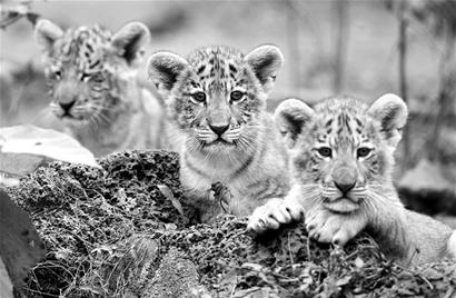 ͼ�ģ�����ʨ��������̥�����˼���