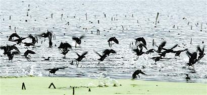 图文:南湖上,飞呀飞呀黑水鸡