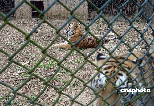 图:宜昌三峡野生动物园一只东北虎遭杀虎皮被