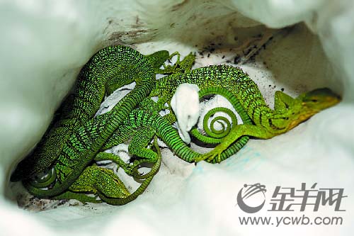 行李箱内藏珍稀小蟒蛇闯关被截