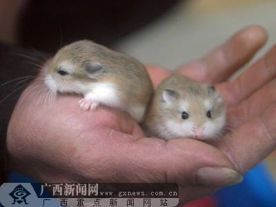 正文 广西新闻网南宁1月15日讯(实习生杨侃 农凯)农历鼠年将图片
