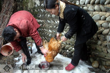 大年三十,中锋乡灾区村民杀鸡过年.