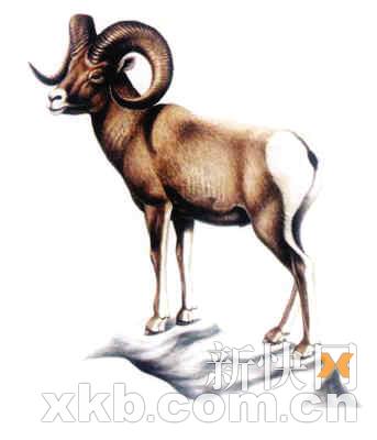 专家称物种灭绝速度因人类干扰加快千倍