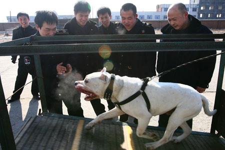 跳上跑步机 小狗猛练肌肉块