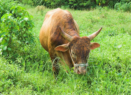 新晃黄牛肉获国家“经济护照”(图)