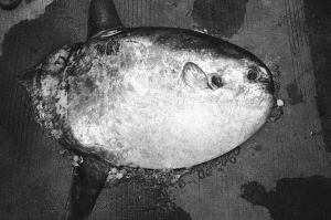 深圳惊现翻车鲀