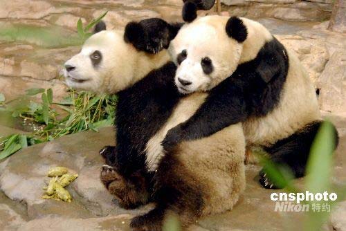 图:华南地区首次展出最小的三只大熊猫