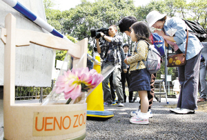 熊猫陵陵日本病逝