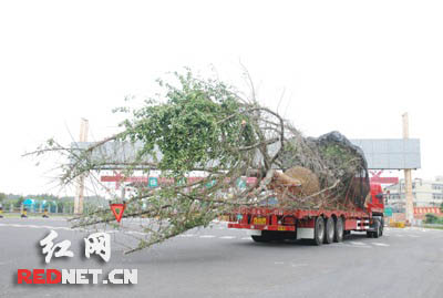 货车装载一级植物银杏树 违规上高速在湘被查