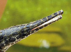 放生凶猛雀鳝 威胁本地水族