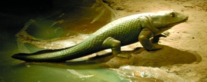 鱼石螈