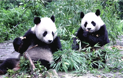 赠台大熊猫震后康复