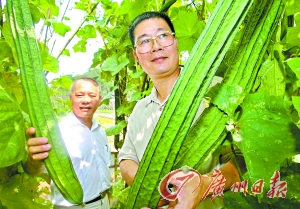 如获奖的丝瓜品种绿胜1号