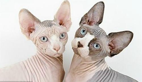 加拿大无毛猫被正式确认为新猫种(组图)