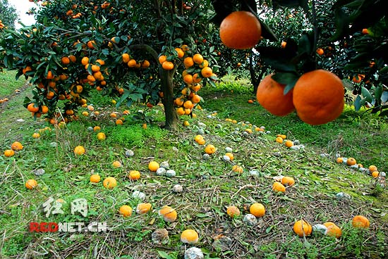 在果树林中可选择柑橘林间空地来种植魔芋吗?