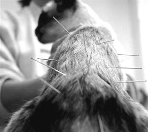 图文:针灸治好哮喘猫