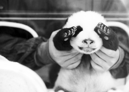 "害羞奖":这只大熊猫幼崽和摄影师玩起了捉迷藏的游戏.