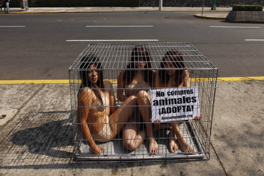 墨西哥<em>美女</em>裸身钻铁笼抗议买卖宠物(组图)_新