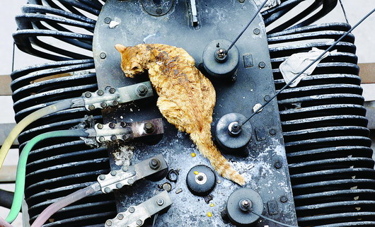 长沙开福区一 变压器 爆炸 受伤猫妈妈可能会流