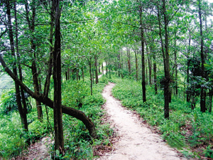 银湖山郊野公园成片树木遭到乱砍滥伐?