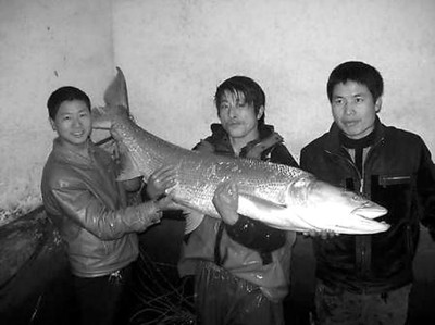 渔民在湘江捕到1.5米长鳡鱼