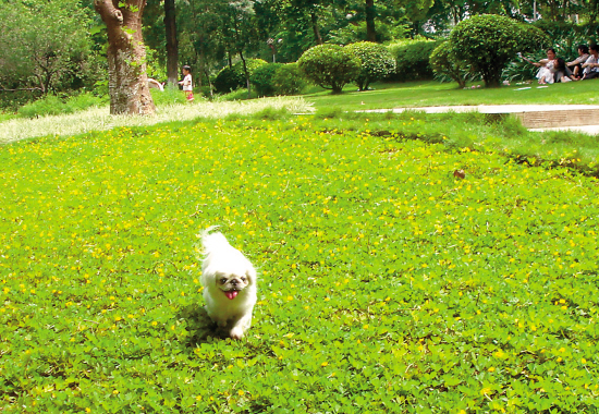 为何狗命难偿?_新闻中心_新浪网