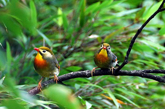 叫声更是让它在两年前的海选中胜出