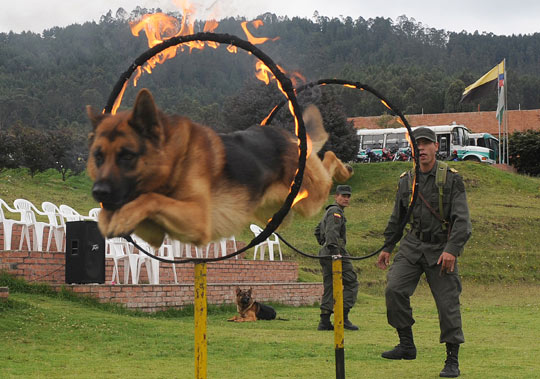 组图:哥伦比亚警察特训缉毒犬