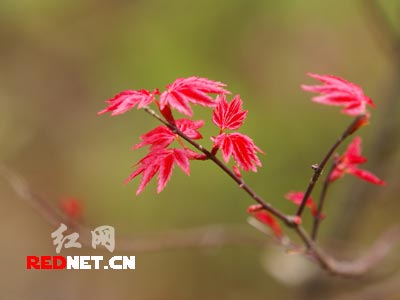 湖南省植物园樱花节摄影采风活动