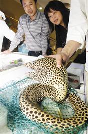 图文:罕见花虎鳗亮相