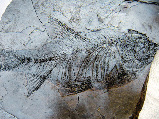 三水惊现骨舌鱼化石