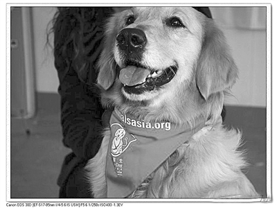 收入证明_狗医生收入(3)