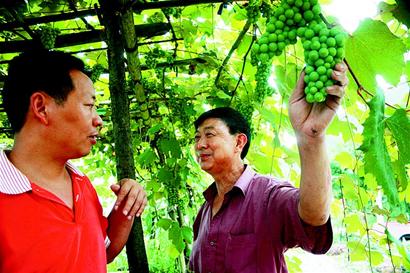 图文:技术人员与葡萄种植大户聊起了葡萄套袋