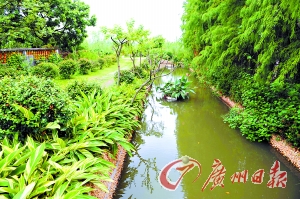 正文      红湖村:臭水沟变生态沟,栽种多种具有较强"清污"能力的绿色