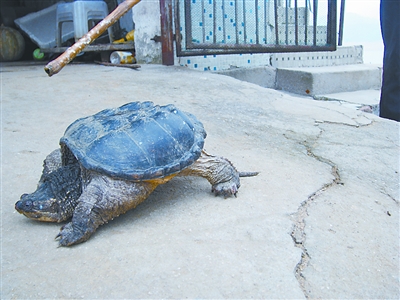 捞鱼捕获珍稀鳄龟