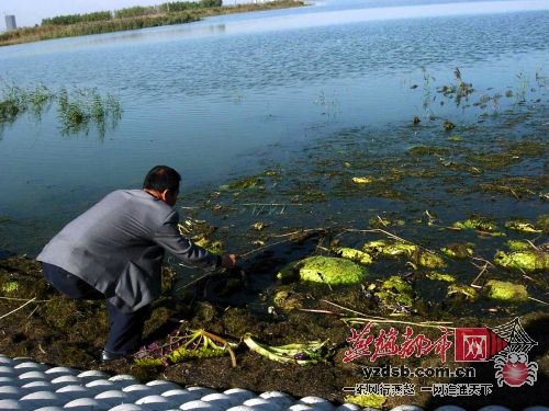 陌生植物鸡头米大批现身衡水湖 疑为人为种植