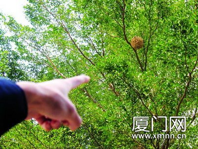 扭了脖子仰头走路 意外发现马蜂窝
