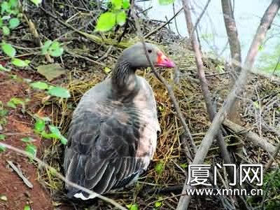 大雁厦门安家原来有人养它