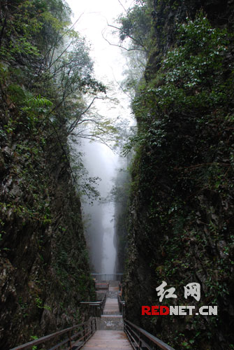 (张家界大峡谷弥雾疫线天)