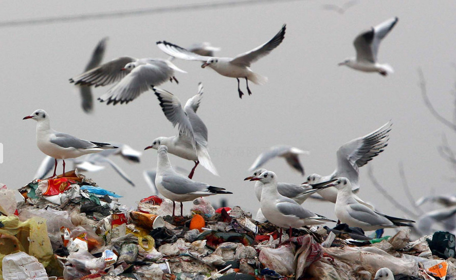 青岛海域结冰封海 成群海鸥垃圾场觅食(高清组