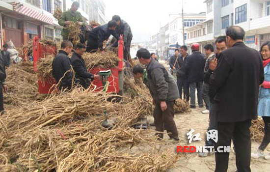 省邵阳隆回县小沙江镇药材市场金银花良种苗木交易异常火爆,来自贵州