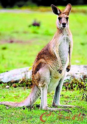 袋鼠在美被关牢笼陆克文大呼“过分”_新闻中心_新浪网