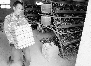 隔墙噪音夜夜来袭 蛋鸡受惊天天减产 三个养鸡