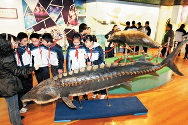 动物中华鲟,江豚的标本