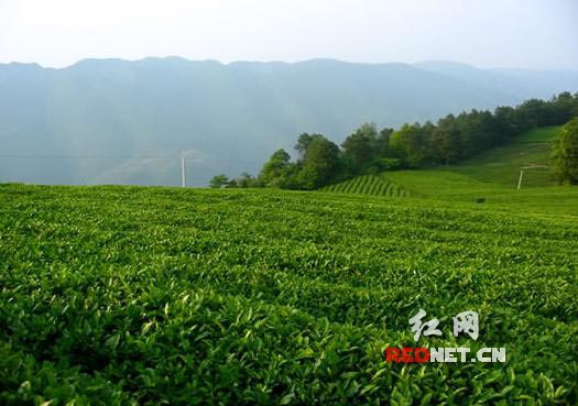 沅陵碣滩有机茶将在上海世博会台湾农展馆展出