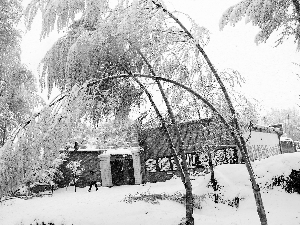 五月飞雪冻伤甘州 5月16日至17日降雪与冻害