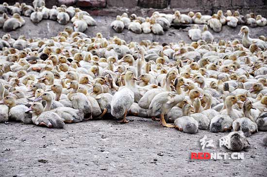 中小企业如何转型升级】让全国人爱吃湖南临武鸭