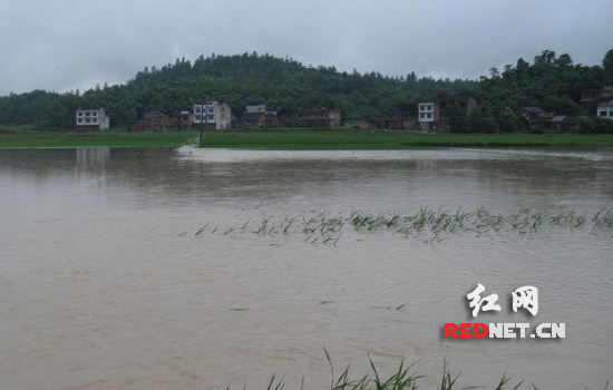 组图:新邵陈家坊镇农田遭洪水淹没